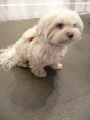 Dog1