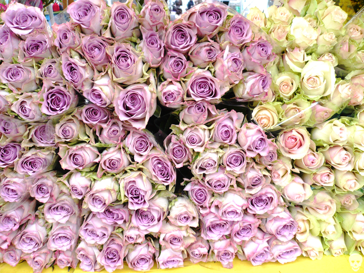 Roses1