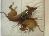 Cimg0543_2