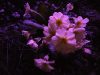 Catier_018