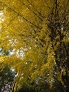 Rousseau_2_1